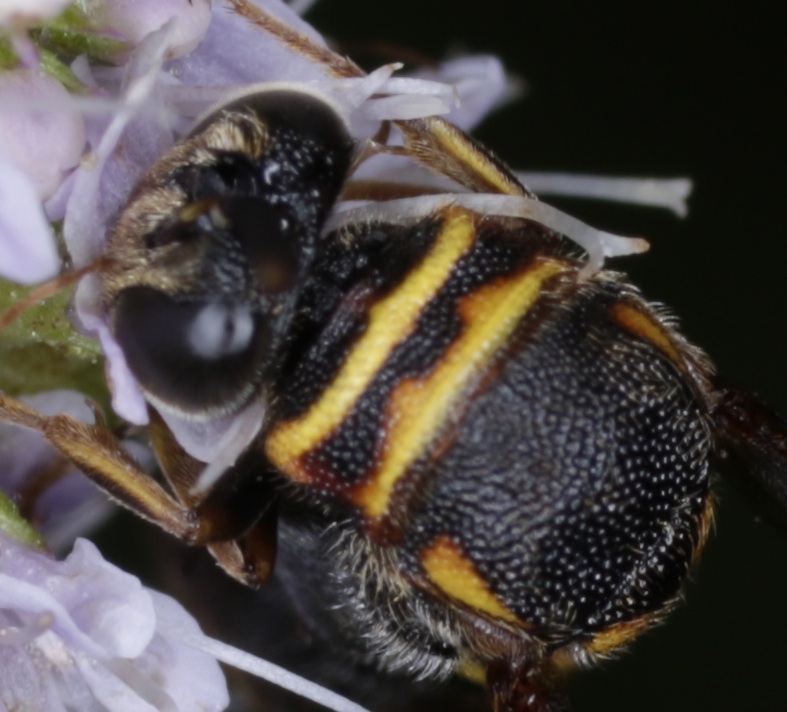 Leucospidae alieno? Forse s, Leucospis sp.